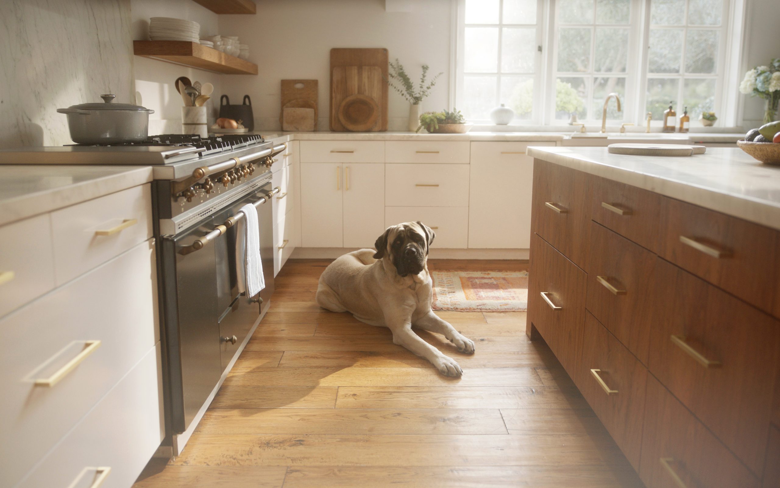 Dog coldwell photo